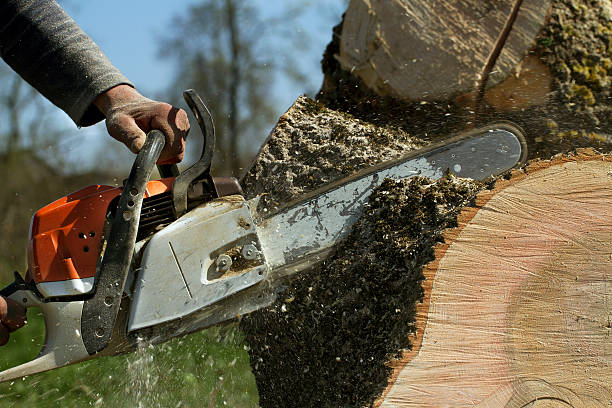 Lawn Grading and Leveling in Erath, LA